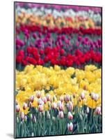 Tulip Garden in the Skagit valley, Washington, USA-William Sutton-Mounted Photographic Print