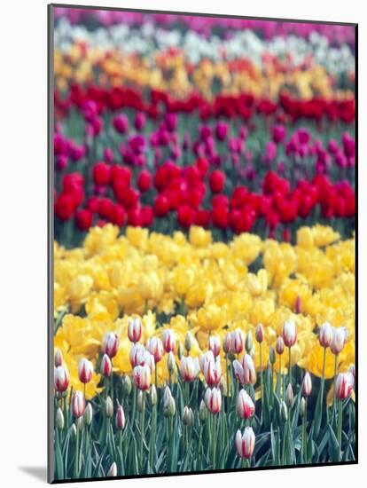 Tulip Garden in the Skagit valley, Washington, USA-William Sutton-Mounted Photographic Print