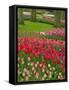 Tulip Garden, Keukenhof Gardens, Lisse, Netherlands, Holland-Adam Jones-Framed Stretched Canvas