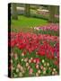 Tulip Garden, Keukenhof Gardens, Lisse, Netherlands, Holland-Adam Jones-Stretched Canvas