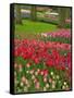 Tulip Garden, Keukenhof Gardens, Lisse, Netherlands, Holland-Adam Jones-Framed Stretched Canvas