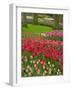 Tulip Garden, Keukenhof Gardens, Lisse, Netherlands, Holland-Adam Jones-Framed Photographic Print