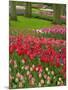 Tulip Garden, Keukenhof Gardens, Lisse, Netherlands, Holland-Adam Jones-Mounted Photographic Print