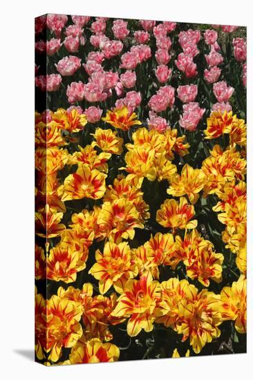 Tulip Garden-Leonard Zhukovsky-Stretched Canvas