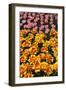 Tulip Garden-Leonard Zhukovsky-Framed Premium Photographic Print