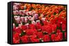 Tulip Garden-Leonard Zhukovsky-Framed Stretched Canvas