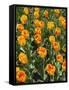 Tulip Garden-Leonard Zhukovsky-Framed Stretched Canvas