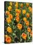 Tulip Garden-Leonard Zhukovsky-Stretched Canvas
