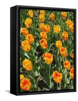 Tulip Garden-Leonard Zhukovsky-Framed Stretched Canvas