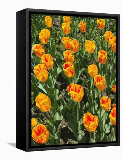 Tulip Garden-Leonard Zhukovsky-Framed Stretched Canvas