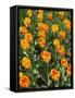 Tulip Garden-Leonard Zhukovsky-Framed Stretched Canvas