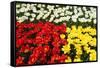 Tulip Garden-Leonard Zhukovsky-Framed Stretched Canvas