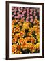 Tulip Garden-Leonard Zhukovsky-Framed Photographic Print