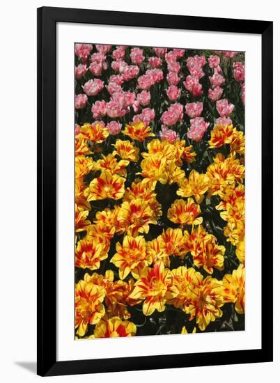 Tulip Garden-Leonard Zhukovsky-Framed Photographic Print