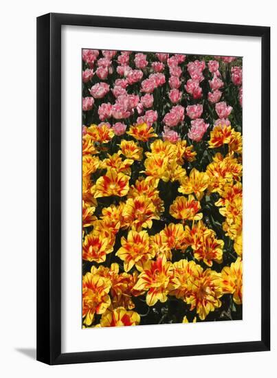 Tulip Garden-Leonard Zhukovsky-Framed Photographic Print