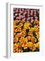 Tulip Garden-Leonard Zhukovsky-Framed Photographic Print