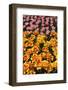 Tulip Garden-Leonard Zhukovsky-Framed Photographic Print