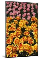 Tulip Garden-Leonard Zhukovsky-Mounted Photographic Print