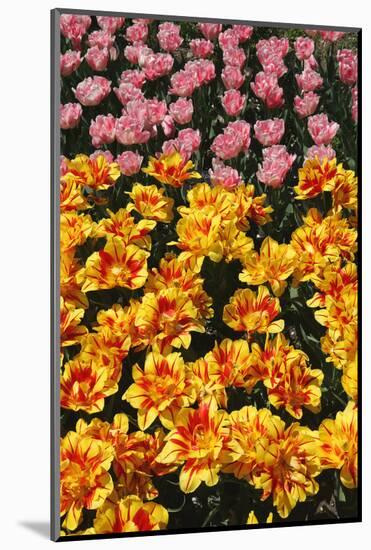 Tulip Garden-Leonard Zhukovsky-Mounted Photographic Print