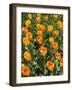 Tulip Garden-Leonard Zhukovsky-Framed Photographic Print