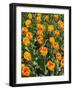 Tulip Garden-Leonard Zhukovsky-Framed Photographic Print