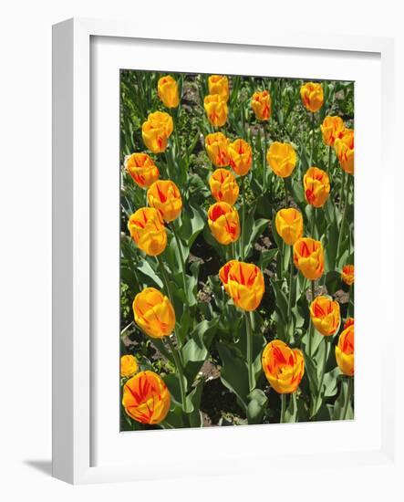 Tulip Garden-Leonard Zhukovsky-Framed Photographic Print