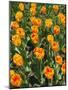 Tulip Garden-Leonard Zhukovsky-Mounted Photographic Print