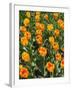 Tulip Garden-Leonard Zhukovsky-Framed Photographic Print