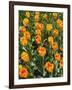 Tulip Garden-Leonard Zhukovsky-Framed Photographic Print