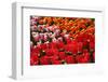 Tulip Garden-Leonard Zhukovsky-Framed Photographic Print