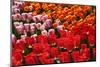 Tulip Garden-Leonard Zhukovsky-Mounted Photographic Print