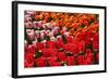 Tulip Garden-Leonard Zhukovsky-Framed Photographic Print