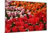 Tulip Garden-Leonard Zhukovsky-Mounted Photographic Print