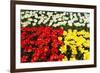 Tulip Garden-Leonard Zhukovsky-Framed Photographic Print