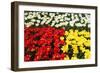 Tulip Garden-Leonard Zhukovsky-Framed Photographic Print