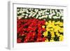 Tulip Garden-Leonard Zhukovsky-Framed Photographic Print