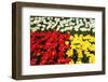 Tulip Garden-Leonard Zhukovsky-Framed Photographic Print