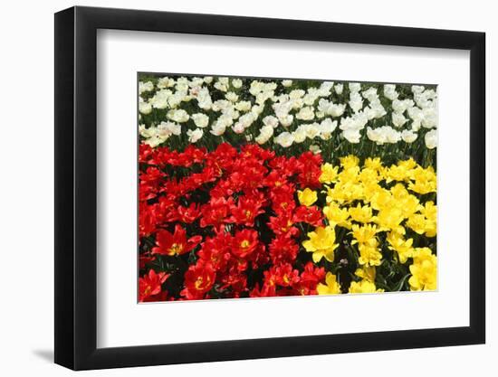 Tulip Garden-Leonard Zhukovsky-Framed Photographic Print