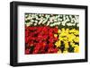 Tulip Garden-Leonard Zhukovsky-Framed Photographic Print