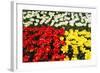 Tulip Garden-Leonard Zhukovsky-Framed Photographic Print