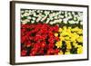 Tulip Garden-Leonard Zhukovsky-Framed Photographic Print