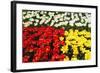 Tulip Garden-Leonard Zhukovsky-Framed Photographic Print