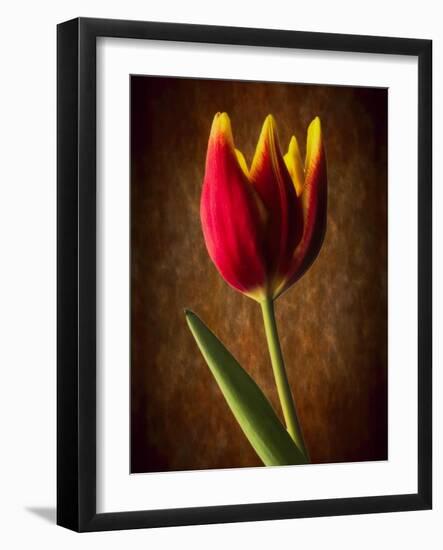 Tulip Glow-George Oze-Framed Photographic Print