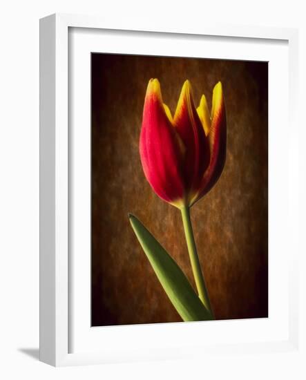 Tulip Glow-George Oze-Framed Photographic Print