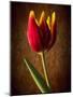Tulip Glow-George Oze-Mounted Photographic Print