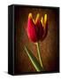 Tulip Glow-George Oze-Framed Stretched Canvas