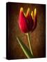 Tulip Glow-George Oze-Stretched Canvas