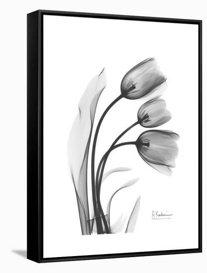 Tulip Gray-Albert Koetsier-Framed Stretched Canvas