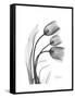 Tulip Gray-Albert Koetsier-Framed Stretched Canvas