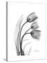 Tulip Gray-Albert Koetsier-Stretched Canvas